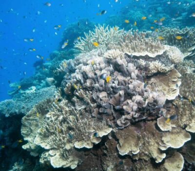 Coral Moore reef SLR 20181129-CALYPSO©2018 SJI-6457