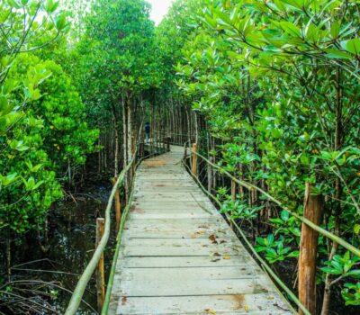 brown-wooden-bridge-beside-green-leafy-trees-726298